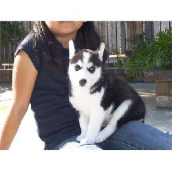 
Precio Siberian husky...........<strong>            $18,500.00  A  $22,000.00  (dependiendo del color)</strong> <br><br>


100% pura raza, registrados todos los papeles en regla se envian a cualquier parte de la Republica.<br><br> 

<li>Contrato de compraventa<br><br></li>


<li>Seguro de vida gratuito por escrito de 5 años que cubre muerte en caso de cuestiones virales</li>
<br><br>

<li>Garantía de Pureza Racial<br><br></li>

<li>Certificado de registro inicial que extiende la Federación Canófila Mexicana donde los cachorros se entregan con tatuaje y microchip</li>

