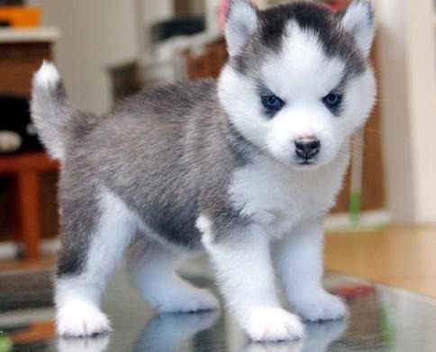 ............siberian husky cachorros listos