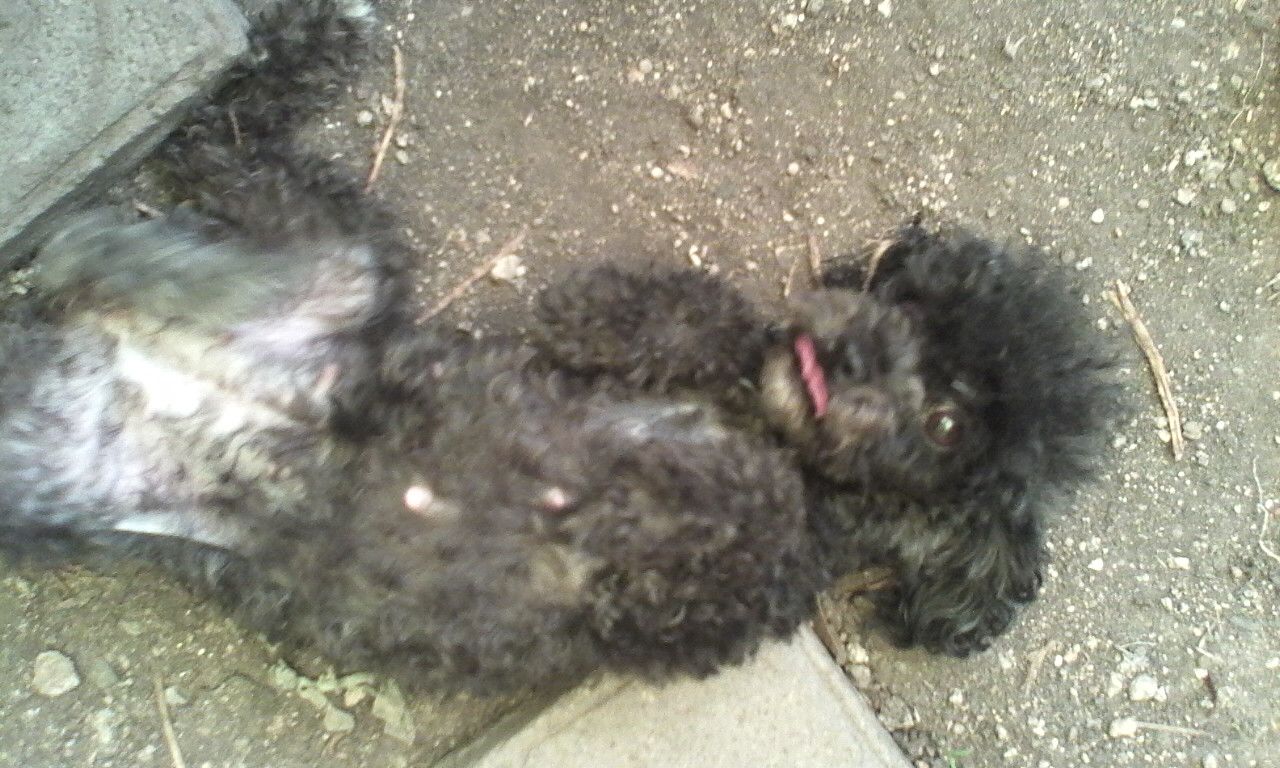 FRENCH POODLE TOY HEMBRA / 2 Años