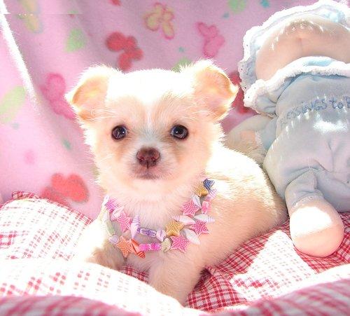 
Precio Chihuahua...........<strong>     $16,500.00  A   $20,000.00    (dependiendo del tamaño y color)</strong> <br><br>


100% pura raza, registrados todos los papeles en regla se envian a cualquier parte de la Republica.<br><br> 

<li>Contrato de compraventa<br><br></li>


<li>Seguro de vida gratuito por escrito de 5 años que cubre muerte en caso de cuestiones virales</li>
<br><br>

<li>Garantía de Pureza Racial<br><br></li>

<li>Certificado de registro inicial que extiende la Federación Canófila Mexicana donde los cachorros se entregan con tatuaje y microchip</li>

