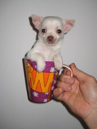 CHIHUAHUA TOY DE 1 KG.---100€---