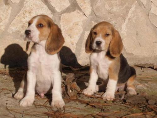 
Precio Beagle...........<strong>$16,500.00</strong> <br><br>

100% pura raza, registrados todos los papeles en regla se envian a cualquier parte de la Republica.<br><br> 

<li>Contrato de compraventa<br><br></li>


<li>Seguro de vida gratuito por escrito de 5 años que cubre muerte en caso de cuestiones virales</li>
<br><br>

<li>Garantía de Pureza Racial<br><br></li>


<li>Certificado de registro inicial que extiende la Federación Canófila Mexicana donde los cachorros se entregan con tatuaje y microchip<br><br></li>

