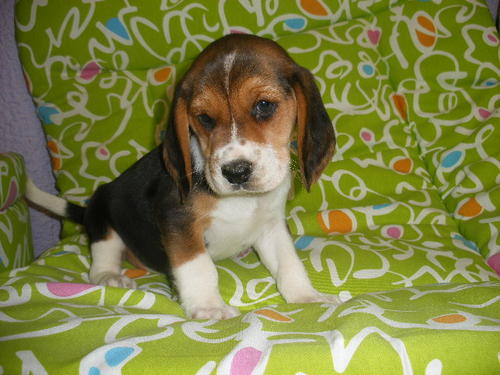 
Precio Beagle...........<strong>$16,500.00</strong> <br><br>

100% pura raza, registrados todos los papeles en regla se envian a cualquier parte de la Republica.<br><br> 

<li>Contrato de compraventa<br><br></li>


<li>Seguro de vida gratuito por escrito de 5 años que cubre muerte en caso de cuestiones virales</li>
<br><br>

<li>Garantía de Pureza Racial<br><br></li>


<li>Certificado de registro inicial que extiende la Federación Canófila Mexicana donde los cachorros se entregan con tatuaje y microchip<br><br></li>

