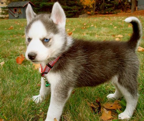 
Precio Siberian husky...........<strong>            $18,500.00  A  $22,000.00  (dependiendo del color)</strong> <br><br>


100% pura raza, registrados todos los papeles en regla se envian a cualquier parte de la Republica.<br><br> 

<li>Contrato de compraventa<br><br></li>


<li>Seguro de vida gratuito por escrito de 5 años que cubre muerte en caso de cuestiones virales</li>
<br><br>

<li>Garantía de Pureza Racial<br><br></li>

<li>Certificado de registro inicial que extiende la Federación Canófila Mexicana donde los cachorros se entregan con tatuaje y microchip</li>

