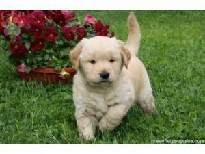 
Precio Golden Retriever...........<strong>             $15,500.00</strong> <br><br>


100% pura raza, registrados todos los papeles en regla se envian a cualquier parte de la Republica.<br><br> 

<li>Contrato de compraventa<br><br></li>


<li>Seguro de vida gratuito por escrito de 5 años que cubre muerte en caso de cuestiones virales</li>
<br><br>

<li>Garantía de Pureza Racial<br><br></li>

<li>Certificado de registro inicial que extiende la Federación Canófila Mexicana donde los cachorros se entregan con tatuaje y microchip</li>

