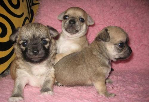 
Precio Chihuahua...........<strong>     $16,500.00  A   $20,000.00    (dependiendo del tamaño y color)</strong> <br><br>


100% pura raza, registrados todos los papeles en regla se envian a cualquier parte de la Republica.<br><br> 

<li>Contrato de compraventa<br><br></li>


<li>Seguro de vida gratuito por escrito de 5 años que cubre muerte en caso de cuestiones virales</li>
<br><br>

<li>Garantía de Pureza Racial<br><br></li>

<li>Certificado de registro inicial que extiende la Federación Canófila Mexicana donde los cachorros se entregan con tatuaje y microchip</li>

