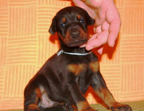 
Precio Doberman...........<strong>            $16,500.00  A  $18,500.00    (dependiendo del tamaño)</strong> <br><br>


100% pura raza, registrados todos los papeles en regla se envian a cualquier parte de la Republica.<br><br> 

<li>Contrato de compraventa<br><br></li>


<li>Seguro de vida gratuito por escrito de 5 años que cubre muerte en caso de cuestiones virales</li>
<br><br>

<li>Garantía de Pureza Racial<br><br></li>

<li>Certificado de registro inicial que extiende la Federación Canófila Mexicana donde los cachorros se entregan con tatuaje y microchip</li>

