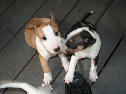 Cachorros staffordshire bull terrier.nuestros cachorros están sanos y vienen con todos los registros de salud y veterinario. 