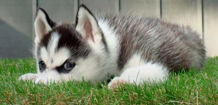 Emocionado huski siberiano cachorros para la Navidad