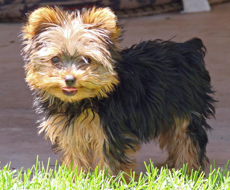 Kike es una enérgica y burbujeante del gen masculino parti Yorkie portador. Él es sobre todo negro y fuego con el blanco en el cuello y la punta de sus dedos de los pies. Él viene al día en todos los tiros y se ha dado un montón of.he está buscando la familia perfecta para él poseer .
<br>