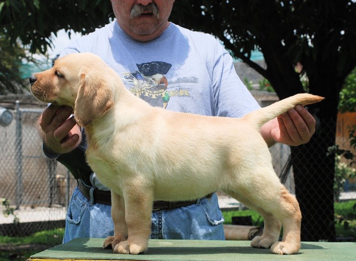 
Precio Labrador Retriever...........<strong>$16,500.00  A   $20,000.00    (dependiendo del color)</strong> <br><br>


100% pura raza, registrados todos los papeles en regla se envian a cualquier parte de la Republica.<br><br> 

<li>Contrato de compraventa<br><br></li>


<li>Seguro de vida gratuito por escrito de 5 años que cubre muerte en caso de cuestiones virales</li>
<br><br>

<li>Garantía de Pureza Racial<br><br></li>

<li>Certificado de registro inicial que extiende la Federación Canófila Mexicana donde los cachorros se entregan con tatuaje y microchip</li>

