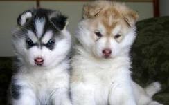 Emocionado huski siberiano cachorros ahora disponibles