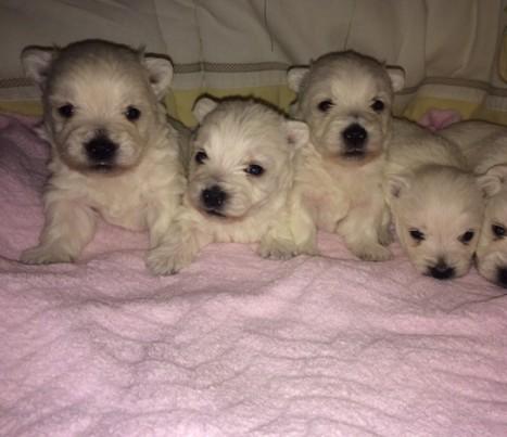 
Precio West highland white terrier...........<strong>$22,000.00</strong> <br><br>


100% pura raza, registrados todos los papeles en regla se envian a cualquier parte de la Republica.<br><br> 

<li>Contrato de compraventa<br><br></li>


<li>Seguro de vida gratuito por escrito de 5 años que cubre muerte en caso de cuestiones virales</li>
<br><br>

<li>Garantía de Pureza Racial<br><br></li>

<li>Certificado de registro inicial que extiende la Federación Canófila Mexicana donde los cachorros se entregan con tatuaje y microchip</li>

