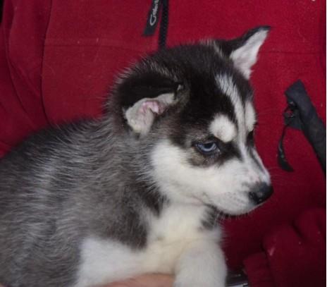 
Precio Siberian husky...........<strong>            $18,500.00  A  $22,000.00  (dependiendo del color)</strong> <br><br>


100% pura raza, registrados todos los papeles en regla se envian a cualquier parte de la Republica.<br><br> 

<li>Contrato de compraventa<br><br></li>


<li>Seguro de vida gratuito por escrito de 5 años que cubre muerte en caso de cuestiones virales</li>
<br><br>

<li>Garantía de Pureza Racial<br><br></li>

<li>Certificado de registro inicial que extiende la Federación Canófila Mexicana donde los cachorros se entregan con tatuaje y microchip</li>

