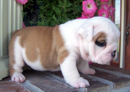 
Precio Bulldog...........<strong>   $35,000.00  A   $60,000.00    (dependiendo la calidad)</strong> <br><br>


100% pura raza, registrados todos los papeles en regla se envian a cualquier parte de la Republica.<br><br> 

<li>Contrato de compraventa<br><br></li>


<li>Seguro de vida gratuito por escrito de 5 años que cubre muerte en caso de cuestiones virales</li>
<br><br>

<li>Garantía de Pureza Racial<br><br></li>

<li>Certificado de registro inicial que extiende la Federación Canófila Mexicana donde los cachorros se entregan con tatuaje y microchip</li>

