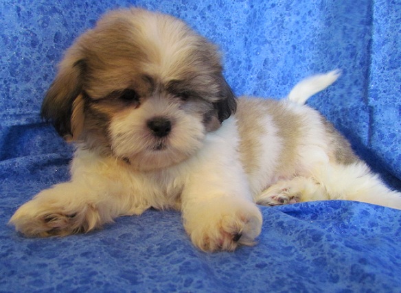 
Precio Shih Tzu...........<strong>          $22,000.00</strong> <br><br>


100% pura raza, registrados todos los papeles en regla se envian a cualquier parte de la Republica.<br><br> 

<li>Contrato de compraventa<br><br></li>


<li>Seguro de vida gratuito por escrito de 5 años que cubre muerte en caso de cuestiones virales</li>
<br><br>

<li>Garantía de Pureza Racial<br><br></li>

<li>Certificado de registro inicial que extiende la Federación Canófila Mexicana donde los cachorros se entregan con tatuaje y microchip</li>

