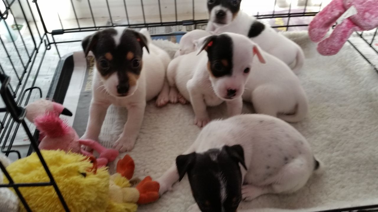 Cachorros Jack Russell en venta.