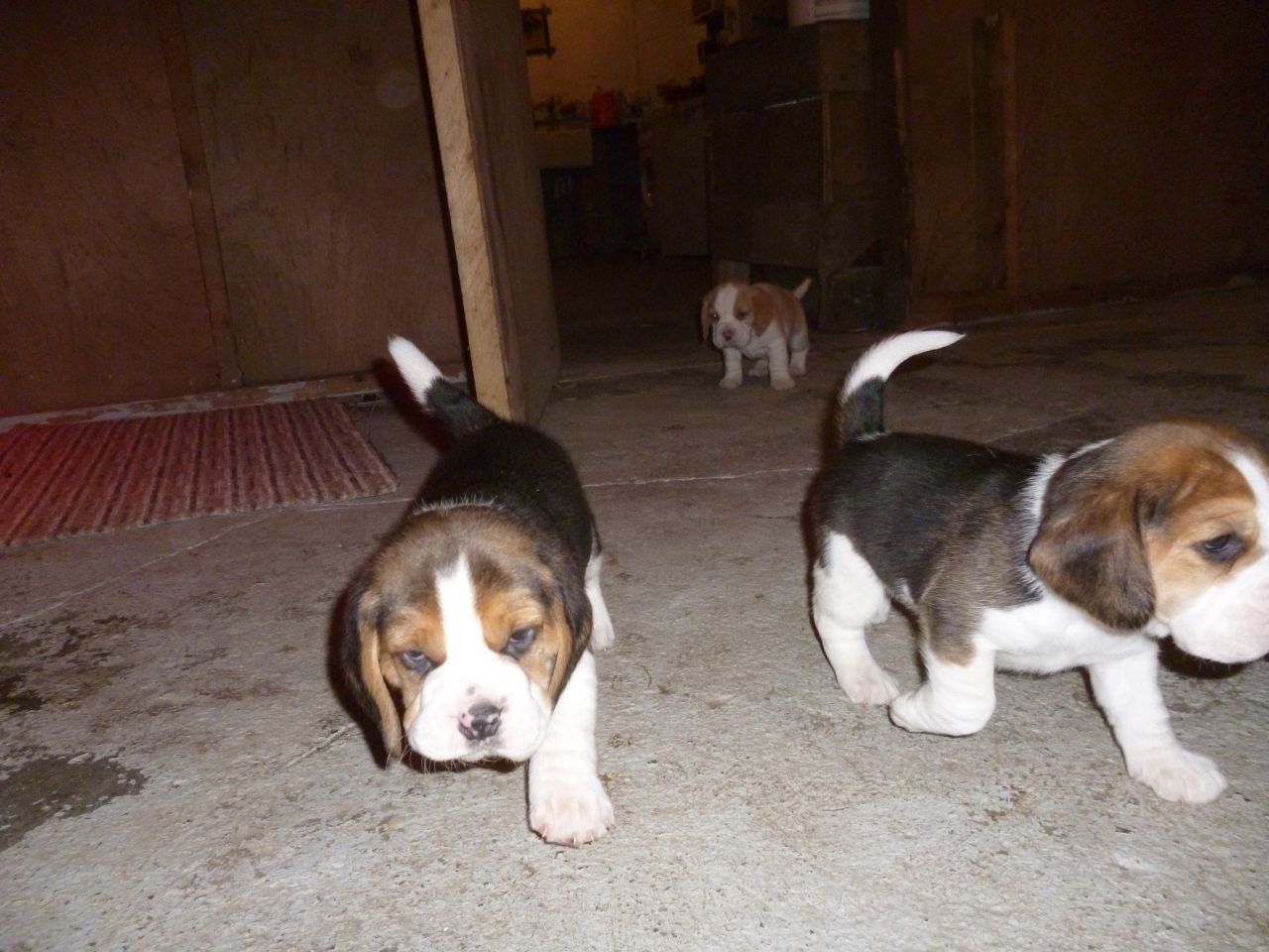 Impresionantes cachorros Beagle Pedigree