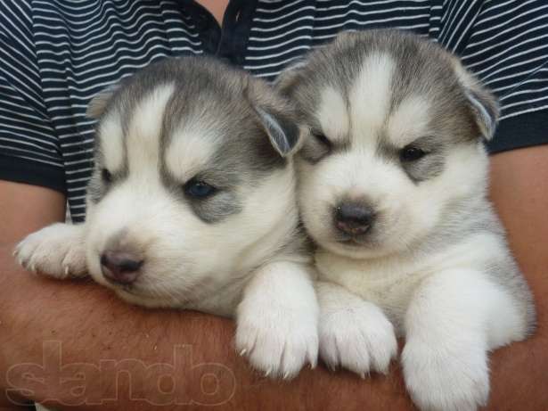 
Precio Siberian husky...........<strong>            $18,500.00  A  $22,000.00  (dependiendo del color)</strong> <br><br>


100% pura raza, registrados todos los papeles en regla se envian a cualquier parte de la Republica.<br><br> 

<li>Contrato de compraventa<br><br></li>


<li>Seguro de vida gratuito por escrito de 5 años que cubre muerte en caso de cuestiones virales</li>
<br><br>

<li>Garantía de Pureza Racial<br><br></li>

<li>Certificado de registro inicial que extiende la Federación Canófila Mexicana donde los cachorros se entregan con tatuaje y microchip</li>

