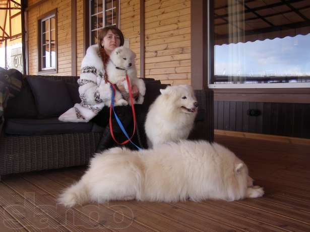
Precio Siberian husky...........<strong>            $18,500.00  A  $22,000.00  (dependiendo del color)</strong> <br><br>


100% pura raza, registrados todos los papeles en regla se envian a cualquier parte de la Republica.<br><br> 

<li>Contrato de compraventa<br><br></li>


<li>Seguro de vida gratuito por escrito de 5 años que cubre muerte en caso de cuestiones virales</li>
<br><br>

<li>Garantía de Pureza Racial<br><br></li>

<li>Certificado de registro inicial que extiende la Federación Canófila Mexicana donde los cachorros se entregan con tatuaje y microchip</li>


