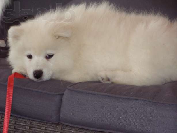 
Precio Siberian husky...........<strong>            $18,500.00  A  $22,000.00  (dependiendo del color)</strong> <br><br>


100% pura raza, registrados todos los papeles en regla se envian a cualquier parte de la Republica.<br><br> 

<li>Contrato de compraventa<br><br></li>


<li>Seguro de vida gratuito por escrito de 5 años que cubre muerte en caso de cuestiones virales</li>
<br><br>

<li>Garantía de Pureza Racial<br><br></li>

<li>Certificado de registro inicial que extiende la Federación Canófila Mexicana donde los cachorros se entregan con tatuaje y microchip</li>

