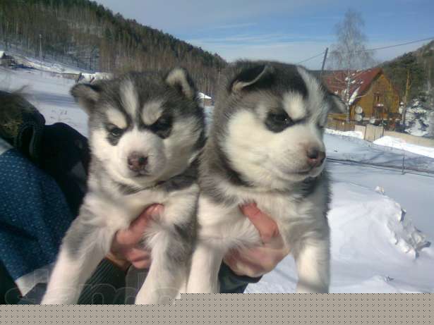 
Precio Siberian husky...........<strong>            $18,500.00  A  $22,000.00  (dependiendo del color)</strong> <br><br>


100% pura raza, registrados todos los papeles en regla se envian a cualquier parte de la Republica.<br><br> 

<li>Contrato de compraventa<br><br></li>


<li>Seguro de vida gratuito por escrito de 5 años que cubre muerte en caso de cuestiones virales</li>
<br><br>

<li>Garantía de Pureza Racial<br><br></li>

<li>Certificado de registro inicial que extiende la Federación Canófila Mexicana donde los cachorros se entregan con tatuaje y microchip</li>

