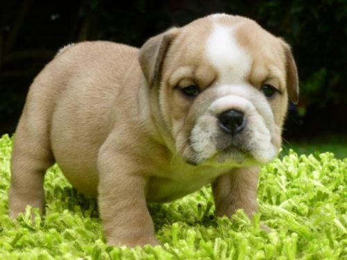 Adorables bebés bulldog inglés para adopción