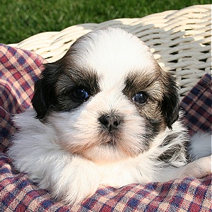 
Precio Shih Tzu...........<strong>          $22,000.00</strong> <br><br>


100% pura raza, registrados todos los papeles en regla se envian a cualquier parte de la Republica.<br><br> 

<li>Contrato de compraventa<br><br></li>


<li>Seguro de vida gratuito por escrito de 5 años que cubre muerte en caso de cuestiones virales</li>
<br><br>

<li>Garantía de Pureza Racial<br><br></li>

<li>Certificado de registro inicial que extiende la Federación Canófila Mexicana donde los cachorros se entregan con tatuaje y microchip</li>

