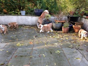 Bulldog Inglés cachorros disponibles para cualquier persona que cuida