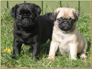 Fantásticos cachorros de Carlino (Pug)