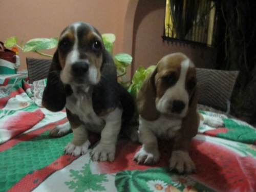 
Precio Basset hound...........<strong>$16,500.00</strong> <br><br>

100% pura raza, registrados todos los papeles en regla se envian a cualquier parte de la Republica.<br><br> 

<li>Contrato de compraventa<br><br></li>


<li>Seguro de vida gratuito por escrito de 5 años que cubre muerte en caso de cuestiones virales</li>
<br><br>

<li>Garantía de Pureza Racial<br><br></li>


<li>Certificado de registro inicial que extiende la Federación Canófila Mexicana donde los cachorros se entregan con tatuaje y microchip<br><br></li>

