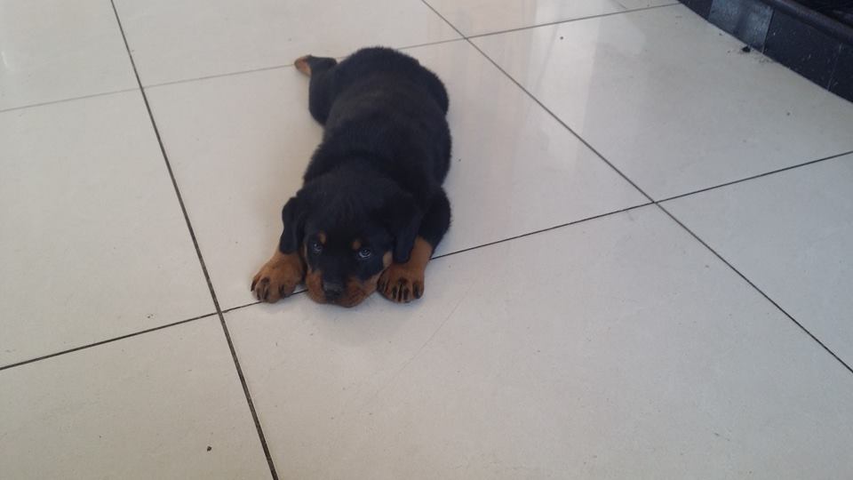 
Precio Rottweiler...........<strong>   $18,000.00</strong> <br><br>


100% pura raza, registrados todos los papeles en regla se envian a cualquier parte de la Republica.<br><br> 

<li>Contrato de compraventa<br><br></li>


<li>Seguro de vida gratuito por escrito de 5 años que cubre muerte en caso de cuestiones virales</li>
<br><br>

<li>Garantía de Pureza Racial<br><br></li>

<li>Certificado de registro inicial que extiende la Federación Canófila Mexicana donde los cachorros se entregan con tatuaje y microchip</li>

