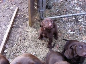 Cachorros de labrador retriever