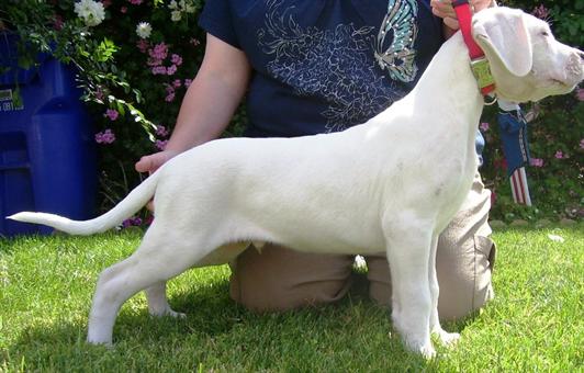 Masculino y Femenino dogo argentino para su aprobación
