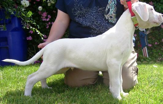 Masculino y Femenino dogo argentino para su aprobación
<br>Masculino y Femenino dogo argentino para su aprobación