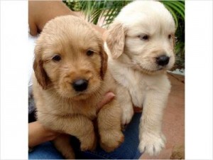 
Precio Golden Retriever...........<strong>             $15,500.00</strong> <br><br>


100% pura raza, registrados todos los papeles en regla se envian a cualquier parte de la Republica.<br><br> 

<li>Contrato de compraventa<br><br></li>


<li>Seguro de vida gratuito por escrito de 5 años que cubre muerte en caso de cuestiones virales</li>
<br><br>

<li>Garantía de Pureza Racial<br><br></li>

<li>Certificado de registro inicial que extiende la Federación Canófila Mexicana donde los cachorros se entregan con tatuaje y microchip</li>

