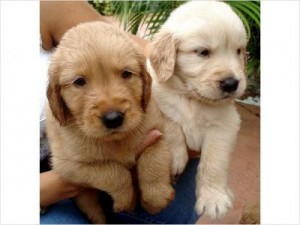 impresionantes cachorros golden retriever disponibles para adopción