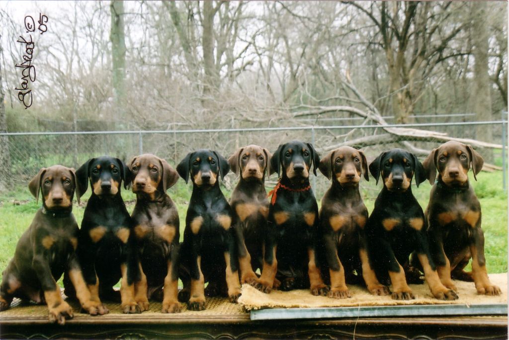 
Precio Doberman...........<strong>            $16,500.00  A  $18,500.00    (dependiendo del tamaño)</strong> <br><br>


100% pura raza, registrados todos los papeles en regla se envian a cualquier parte de la Republica.<br><br> 

<li>Contrato de compraventa<br><br></li>


<li>Seguro de vida gratuito por escrito de 5 años que cubre muerte en caso de cuestiones virales</li>
<br><br>

<li>Garantía de Pureza Racial<br><br></li>

<li>Certificado de registro inicial que extiende la Federación Canófila Mexicana donde los cachorros se entregan con tatuaje y microchip</li>

