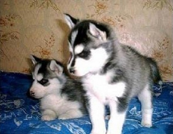 
Precio Siberian husky...........<strong>            $18,500.00  A  $22,000.00  (dependiendo del color)</strong> <br><br>


100% pura raza, registrados todos los papeles en regla se envian a cualquier parte de la Republica.<br><br> 

<li>Contrato de compraventa<br><br></li>


<li>Seguro de vida gratuito por escrito de 5 años que cubre muerte en caso de cuestiones virales</li>
<br><br>

<li>Garantía de Pureza Racial<br><br></li>

<li>Certificado de registro inicial que extiende la Federación Canófila Mexicana donde los cachorros se entregan con tatuaje y microchip</li>

