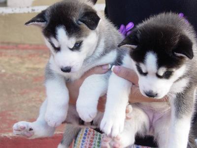 
Precio Siberian husky...........<strong>            $18,500.00  A  $22,000.00  (dependiendo del color)</strong> <br><br>


100% pura raza, registrados todos los papeles en regla se envian a cualquier parte de la Republica.<br><br> 

<li>Contrato de compraventa<br><br></li>


<li>Seguro de vida gratuito por escrito de 5 años que cubre muerte en caso de cuestiones virales</li>
<br><br>

<li>Garantía de Pureza Racial<br><br></li>

<li>Certificado de registro inicial que extiende la Federación Canófila Mexicana donde los cachorros se entregan con tatuaje y microchip</li>

