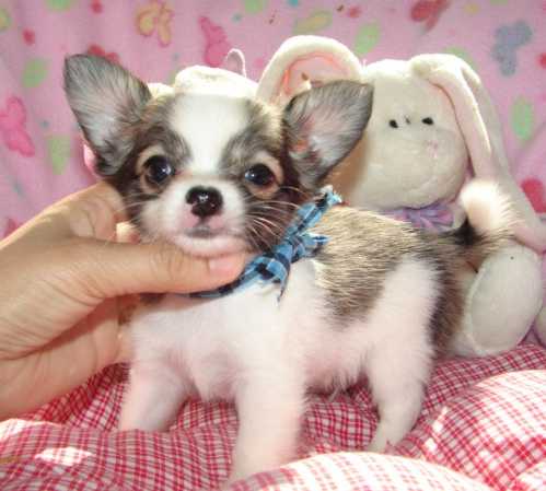 
Precio Yorkshire Terrier...........<strong>$18,000.00   A   $25,000.00  (dependiendo del tamaño, sexo, color y calidad)</strong> <br><br>


100% pura raza, registrados todos los papeles en regla se envian a cualquier parte de la Republica.<br><br> 

<li>Contrato de compraventa<br><br></li>


<li>Seguro de vida gratuito por escrito de 5 años que cubre muerte en caso de cuestiones virales</li>
<br><br>

<li>Garantía de Pureza Racial<br><br></li>

<li>Certificado de registro inicial que extiende la Federación Canófila Mexicana donde los cachorros se entregan con tatuaje y microchip</li>

