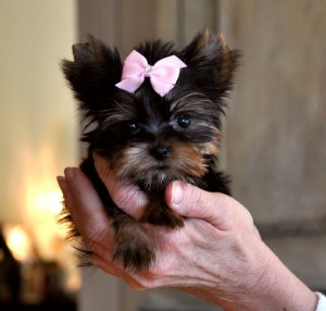 
Precio Yorkshire Terrier...........<strong>$18,000.00   A   $25,000.00  (dependiendo del tamaño, sexo, color y calidad)</strong> <br><br>


100% pura raza, registrados todos los papeles en regla se envian a cualquier parte de la Republica.<br><br> 

<li>Contrato de compraventa<br><br></li>


<li>Seguro de vida gratuito por escrito de 5 años que cubre muerte en caso de cuestiones virales</li>
<br><br>

<li>Garantía de Pureza Racial<br><br></li>

<li>Certificado de registro inicial que extiende la Federación Canófila Mexicana donde los cachorros se entregan con tatuaje y microchip</li>

