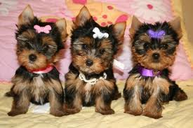 
Precio Yorkshire Terrier...........<strong>$18,000.00   A   $25,000.00  (dependiendo del tamaño, sexo, color y calidad)</strong> <br><br>


100% pura raza, registrados todos los papeles en regla se envian a cualquier parte de la Republica.<br><br> 

<li>Contrato de compraventa<br><br></li>


<li>Seguro de vida gratuito por escrito de 5 años que cubre muerte en caso de cuestiones virales</li>
<br><br>

<li>Garantía de Pureza Racial<br><br></li>

<li>Certificado de registro inicial que extiende la Federación Canófila Mexicana donde los cachorros se entregan con tatuaje y microchip</li>

