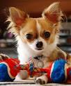 
Precio Chihuahua...........<strong>     $16,500.00  A   $20,000.00    (dependiendo del tamaño y color)</strong> <br><br>


100% pura raza, registrados todos los papeles en regla se envian a cualquier parte de la Republica.<br><br> 

<li>Contrato de compraventa<br><br></li>


<li>Seguro de vida gratuito por escrito de 5 años que cubre muerte en caso de cuestiones virales</li>
<br><br>

<li>Garantía de Pureza Racial<br><br></li>

<li>Certificado de registro inicial que extiende la Federación Canófila Mexicana donde los cachorros se entregan con tatuaje y microchip</li>

