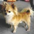 
Precio Chihuahua...........<strong>     $16,500.00  A   $20,000.00    (dependiendo del tamaño y color)</strong> <br><br>


100% pura raza, registrados todos los papeles en regla se envian a cualquier parte de la Republica.<br><br> 

<li>Contrato de compraventa<br><br></li>


<li>Seguro de vida gratuito por escrito de 5 años que cubre muerte en caso de cuestiones virales</li>
<br><br>

<li>Garantía de Pureza Racial<br><br></li>

<li>Certificado de registro inicial que extiende la Federación Canófila Mexicana donde los cachorros se entregan con tatuaje y microchip</li>

