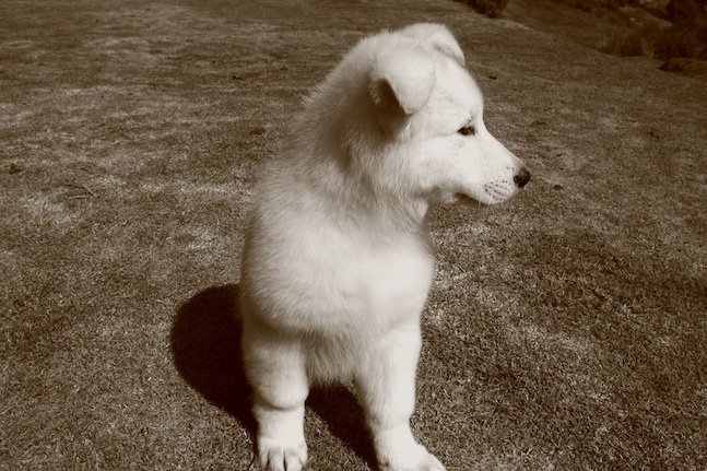 Pastor Blanco Suizo Excelentes cachorros