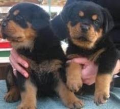 
Precio Rottweiler...........<strong>   $18,000.00</strong> <br><br>


100% pura raza, registrados todos los papeles en regla se envian a cualquier parte de la Republica.<br><br> 

<li>Contrato de compraventa<br><br></li>


<li>Seguro de vida gratuito por escrito de 5 años que cubre muerte en caso de cuestiones virales</li>
<br><br>

<li>Garantía de Pureza Racial<br><br></li>

<li>Certificado de registro inicial que extiende la Federación Canófila Mexicana donde los cachorros se entregan con tatuaje y microchip</li>

