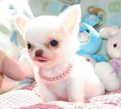 
Precio Chihuahua...........<strong>     $16,500.00  A   $20,000.00    (dependiendo del tamaño y color)</strong> <br><br>


100% pura raza, registrados todos los papeles en regla se envian a cualquier parte de la Republica.<br><br> 

<li>Contrato de compraventa<br><br></li>


<li>Seguro de vida gratuito por escrito de 5 años que cubre muerte en caso de cuestiones virales</li>
<br><br>

<li>Garantía de Pureza Racial<br><br></li>

<li>Certificado de registro inicial que extiende la Federación Canófila Mexicana donde los cachorros se entregan con tatuaje y microchip</li>

