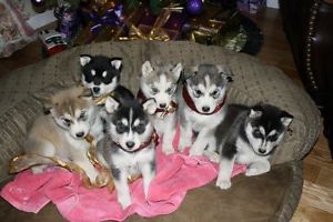 Los cachorros husky para la adopción