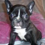 Cachorros bulldog francés para la venta